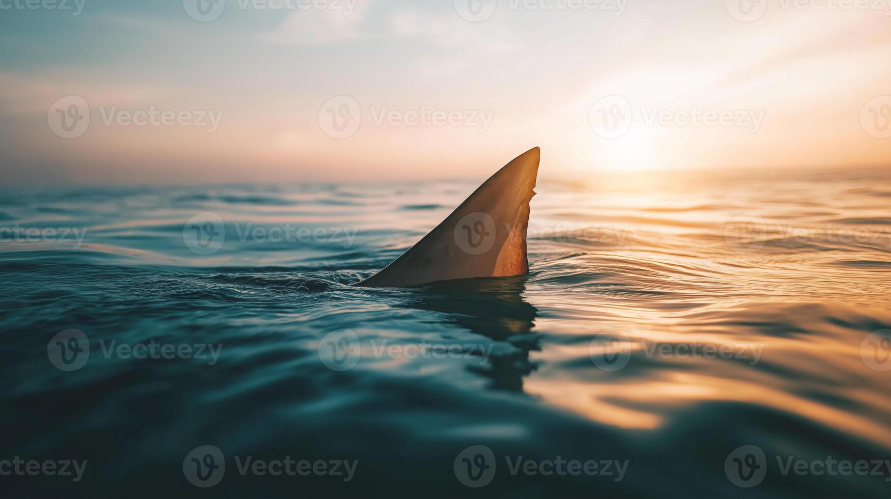 A solitary shark fin breaks the surface of calm ocean water at sunset, creating ripples. photo