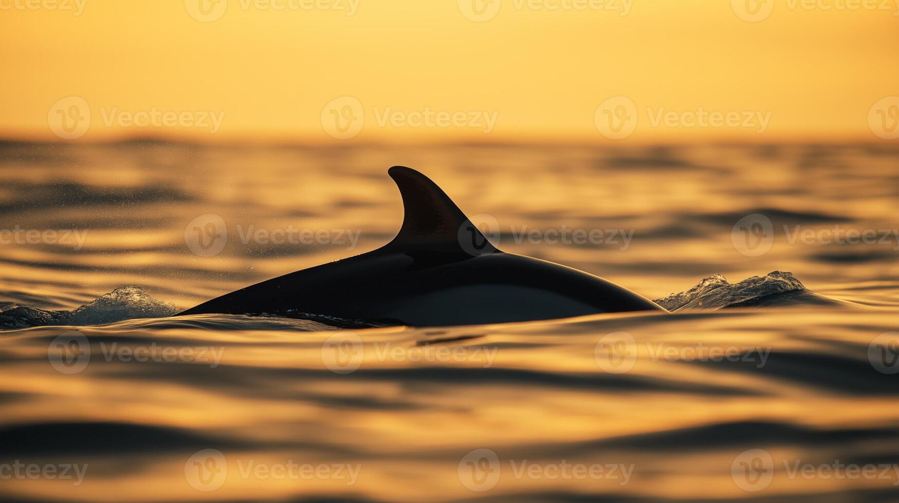 A dolphin's fin breaks the water's surface at sunset, creating a tranquil scene. photo