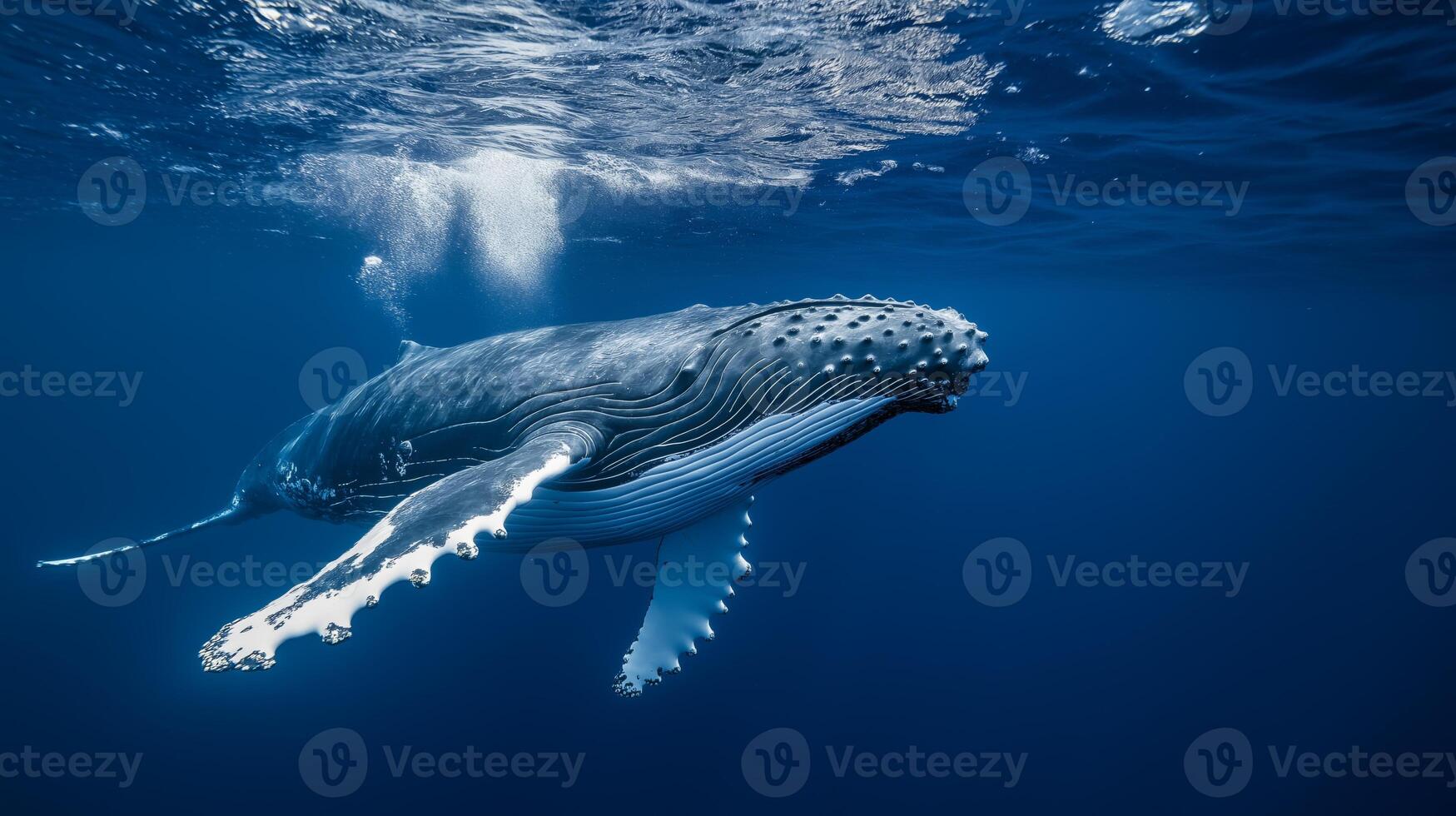 A humpback whale swims gracefully beneath the surface in bright blue waters. photo