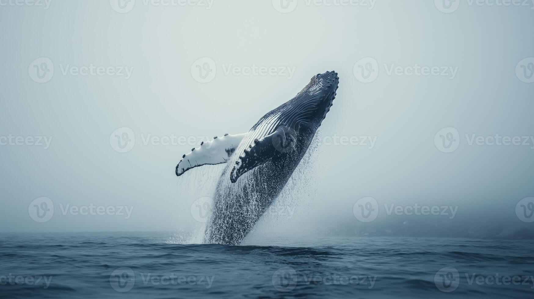 A humpback whale leaps into the air, splashing water in a fog-covered sea at dawn. photo