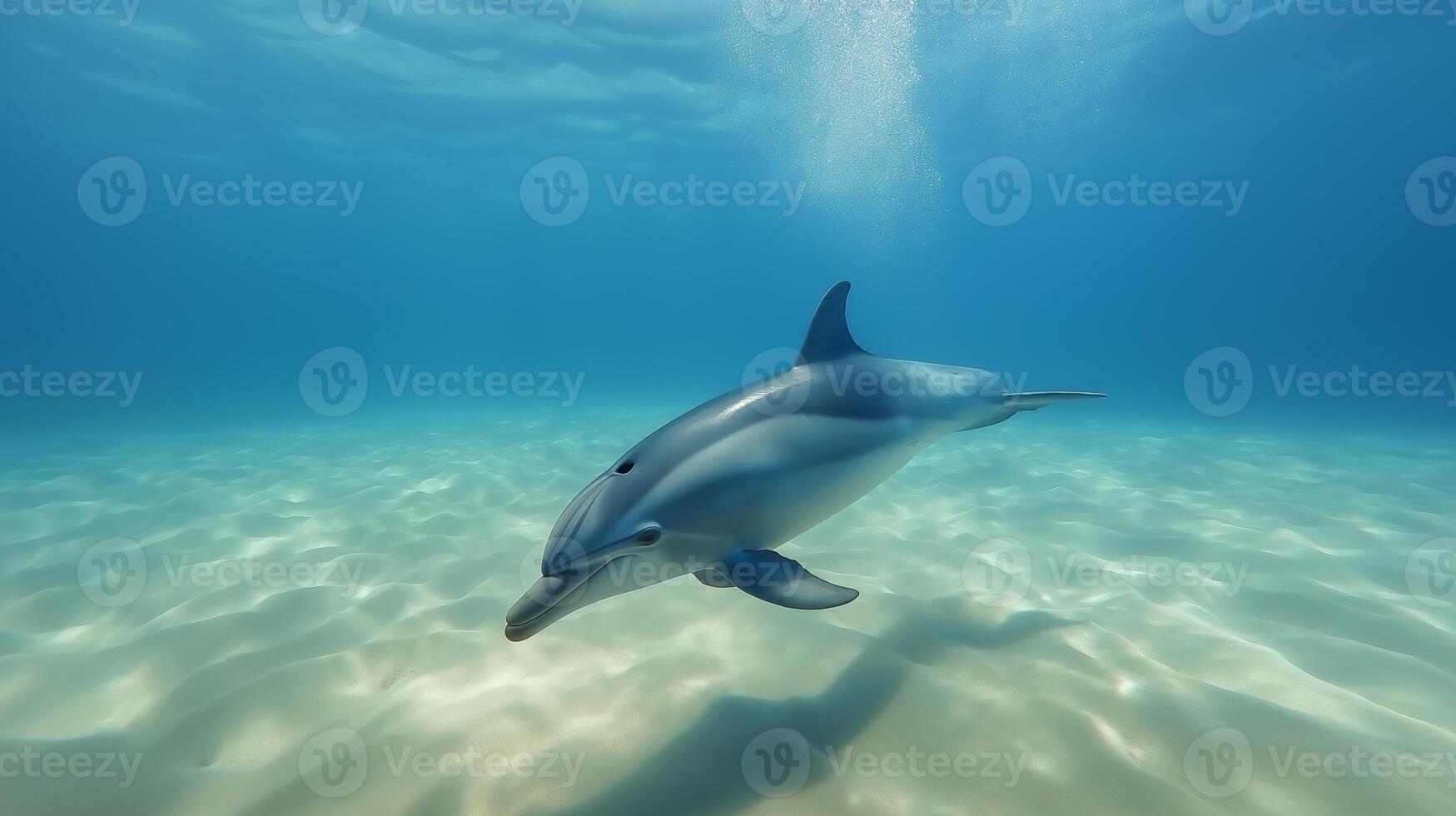 A dolphin swims effortlessly in clear blue water, showcasing its sleek form and playful behavior. photo