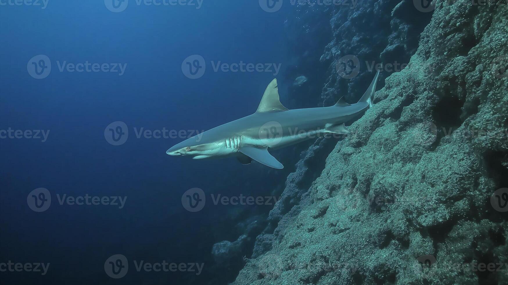 A sleek shark navigates the vibrant coral habitat while gliding through the ocean. photo