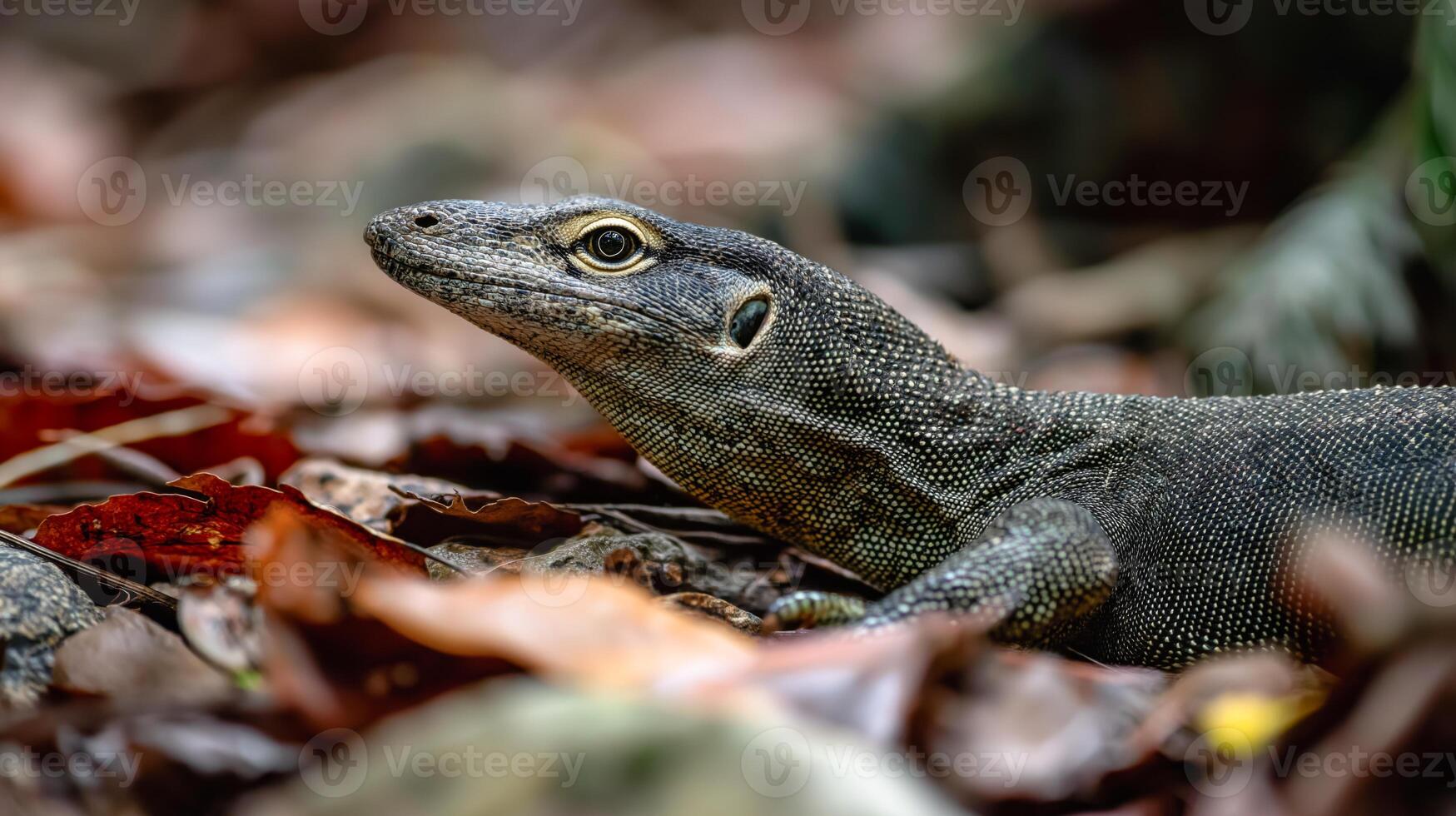 A lizard lies quietly on the forest floor surrounded by colorful autumn leaves. photo