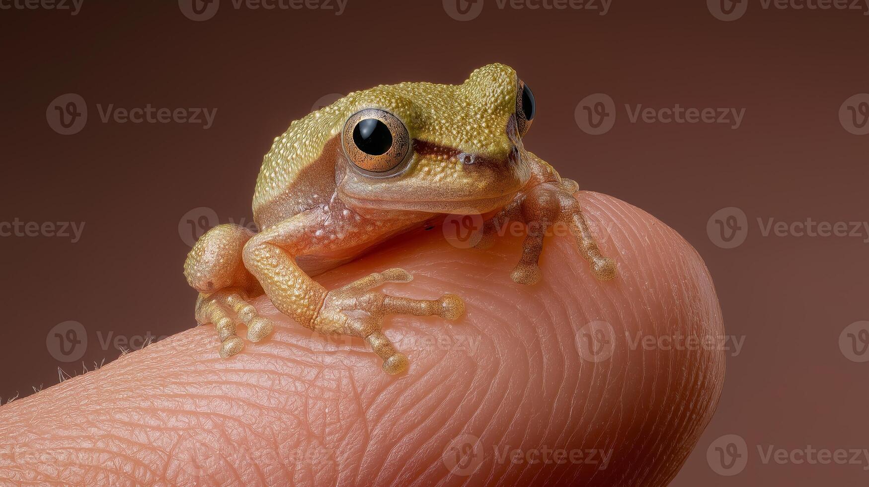 A small green tree frog rests on a fingertip, displaying its vibrant colors and textures. photo