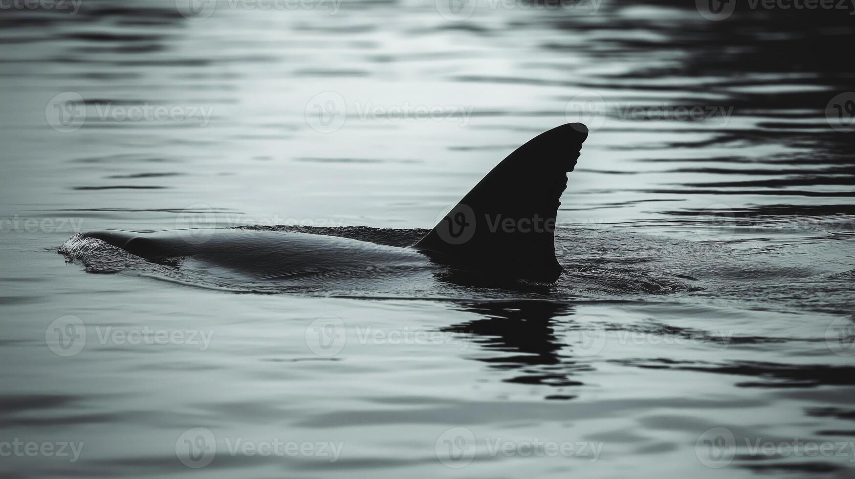 Shark fin emerges from tranquil water during dusk, creating a mysterious atmosphere. photo