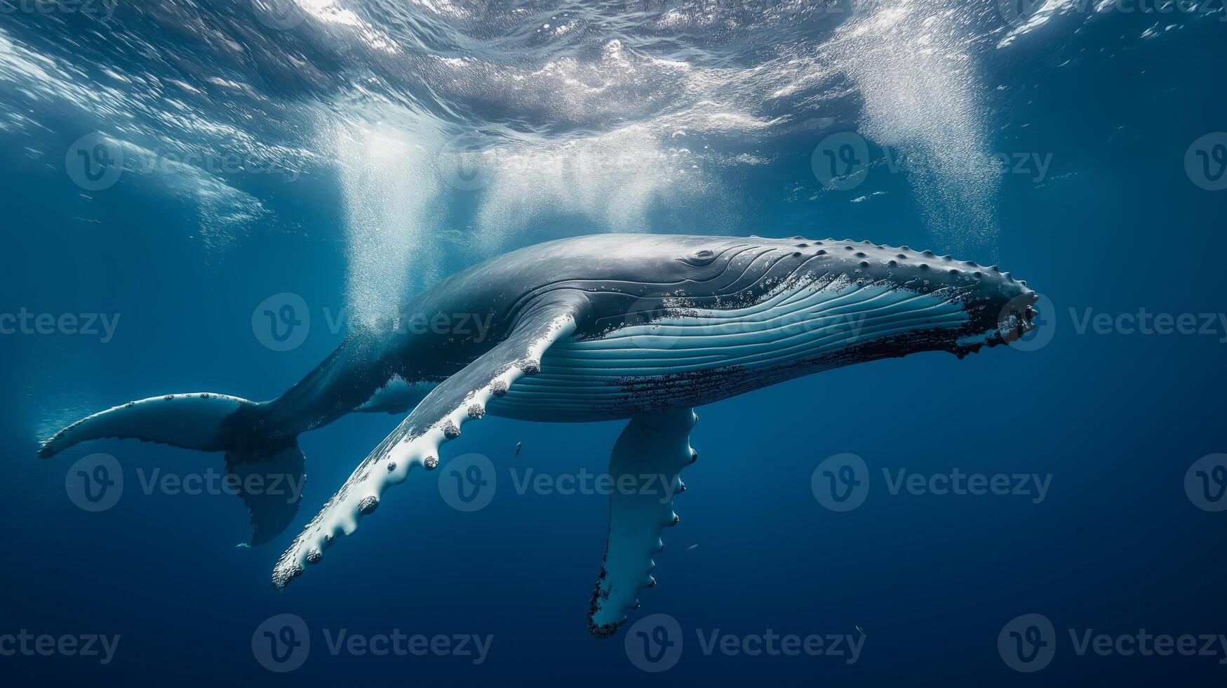 A humpback whale glides through the ocean, showcasing its massive form and elegant movements. photo