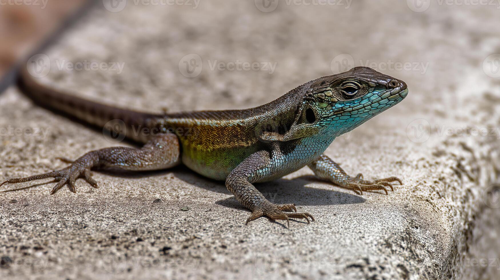 A vibrant lizard rests on a warm stone, showcasing its colorful scales under the sunlight. photo