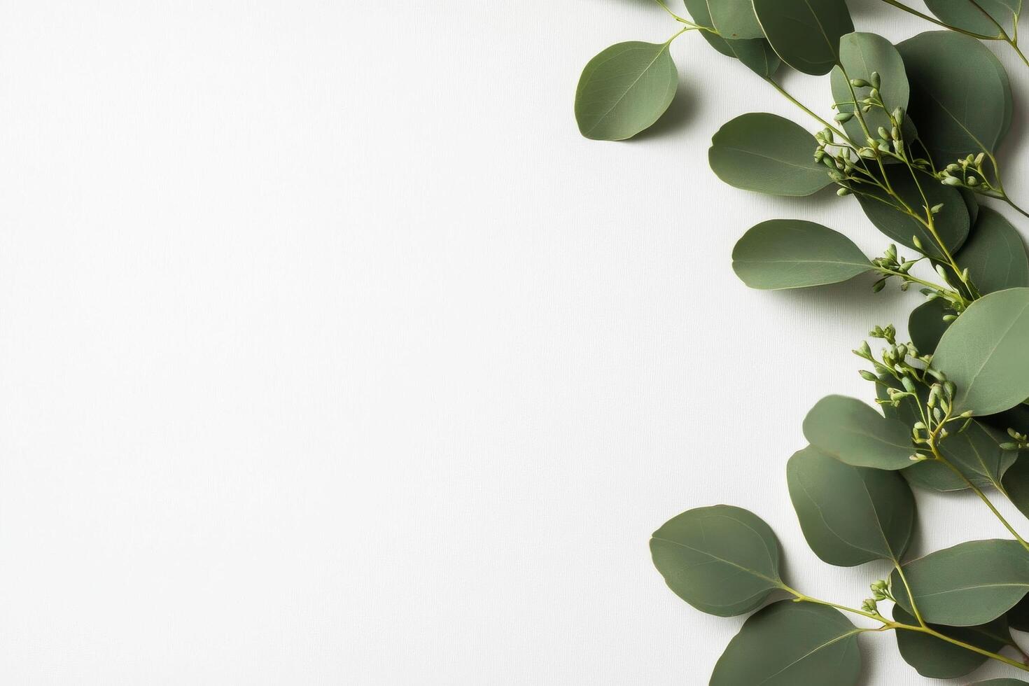 Green Eucalyptus Leaves Arranged on a White Background for a Fresh and Natural Aesthetic. photo