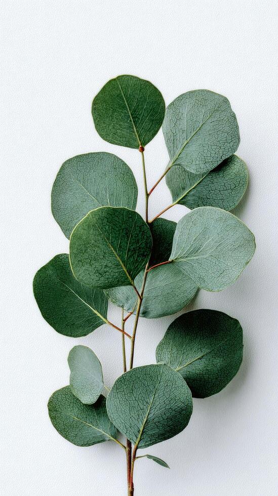 Eucalyptus Leaves Arranged on a Plain White Background for a Minimalist Design photo