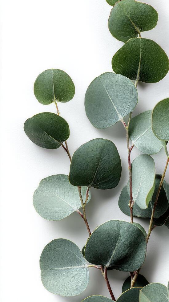 Eucalyptus Branch With Vibrant Green Leaves Against a Simple Background. photo