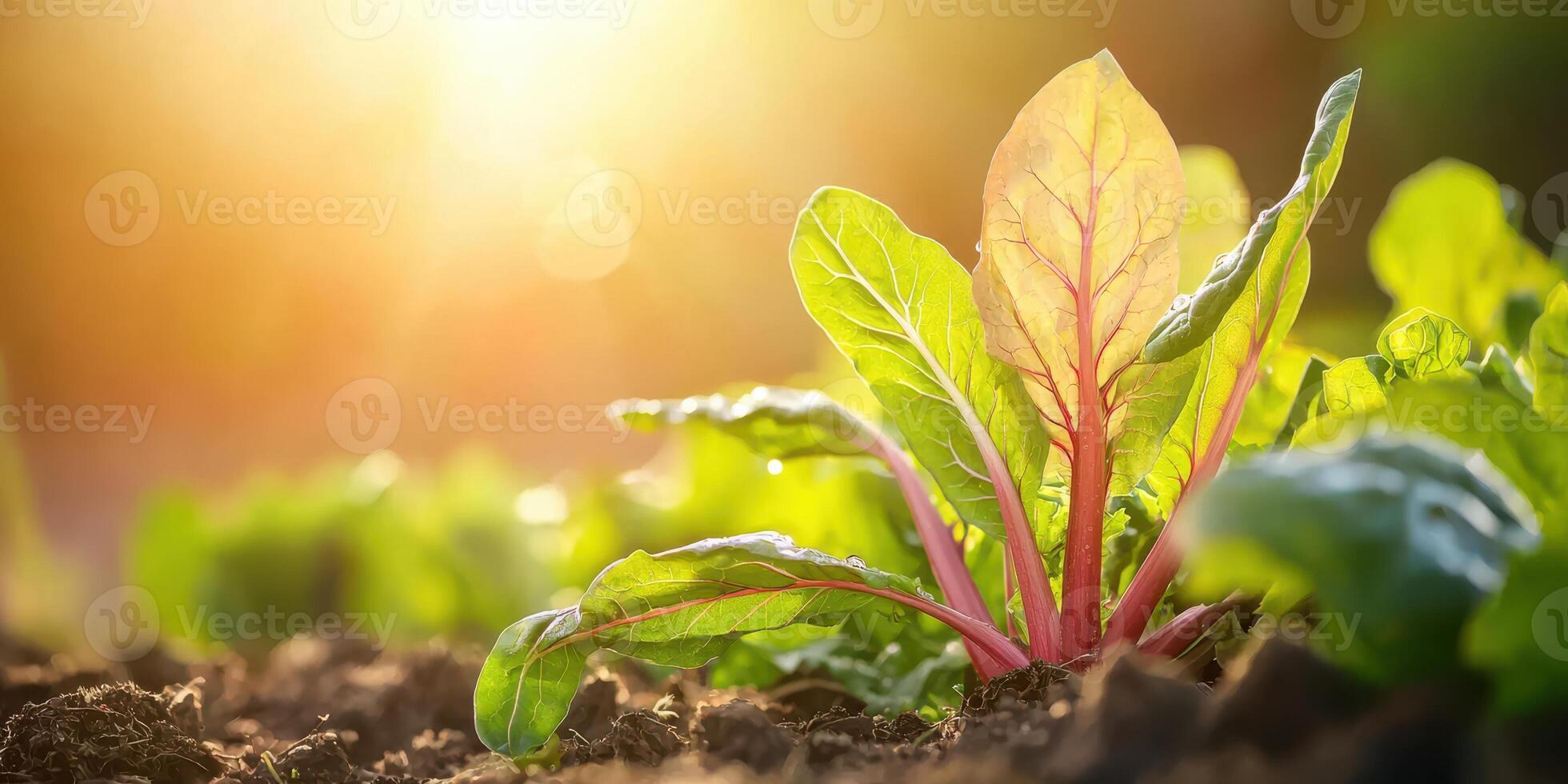 Young Swiss Chard Plant In Sunlight In A Garden. Fresh Organic Vegetable Growth And Sustainable Agriculture photo