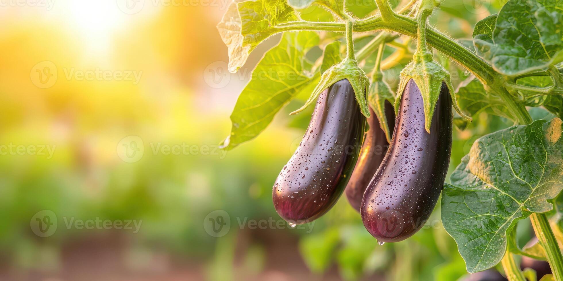 Fresh Eggplants On Plant With Morning Dew In Sunlit Garden. Organic Farming And Harvesting photo