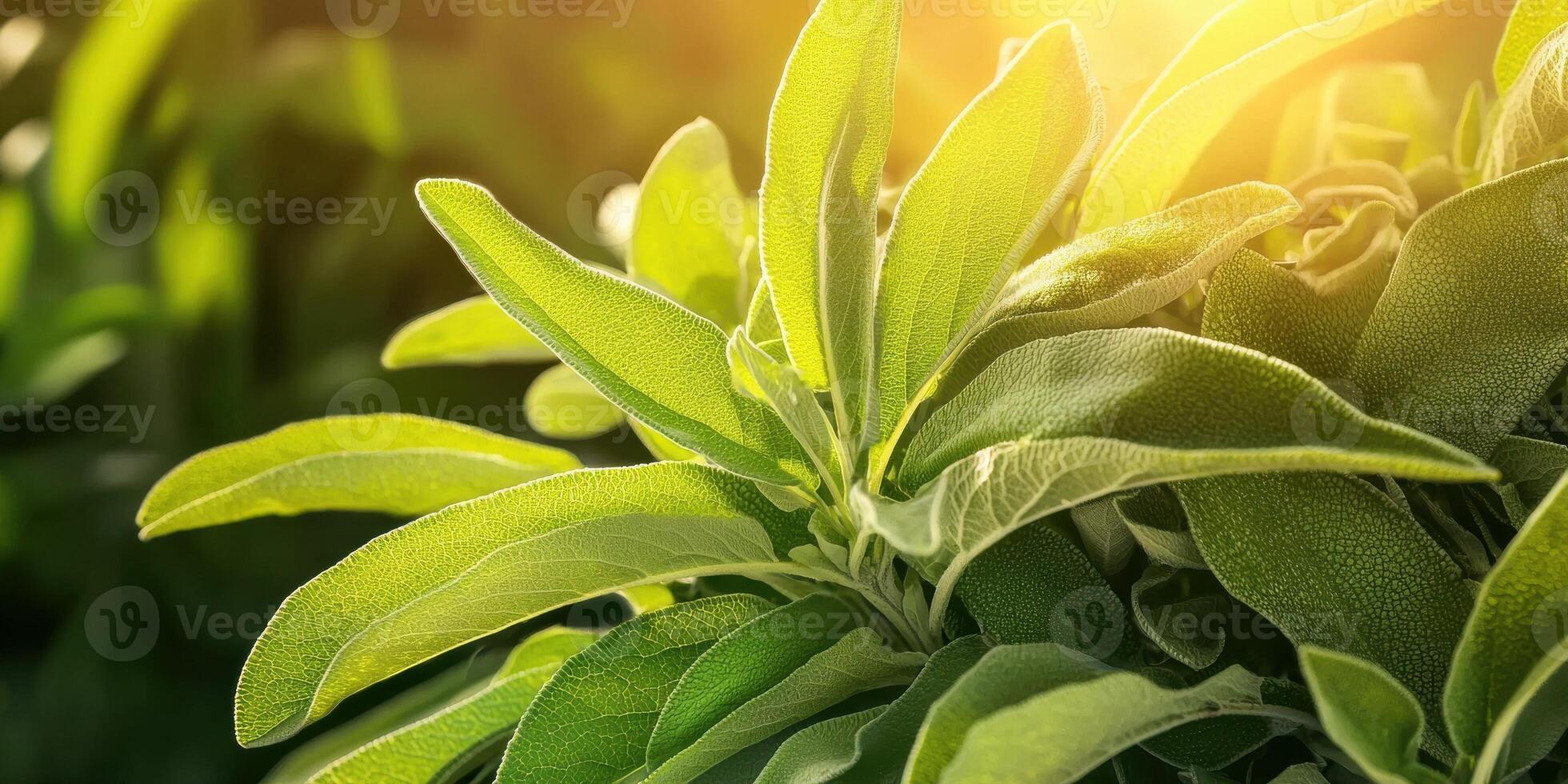 Sage Plant Leaves In Sunlight. Fresh Green Sage Leaves Illuminated By Warm Sunlight, Symbolizing Natural Growth And Herbal Health Benefits photo