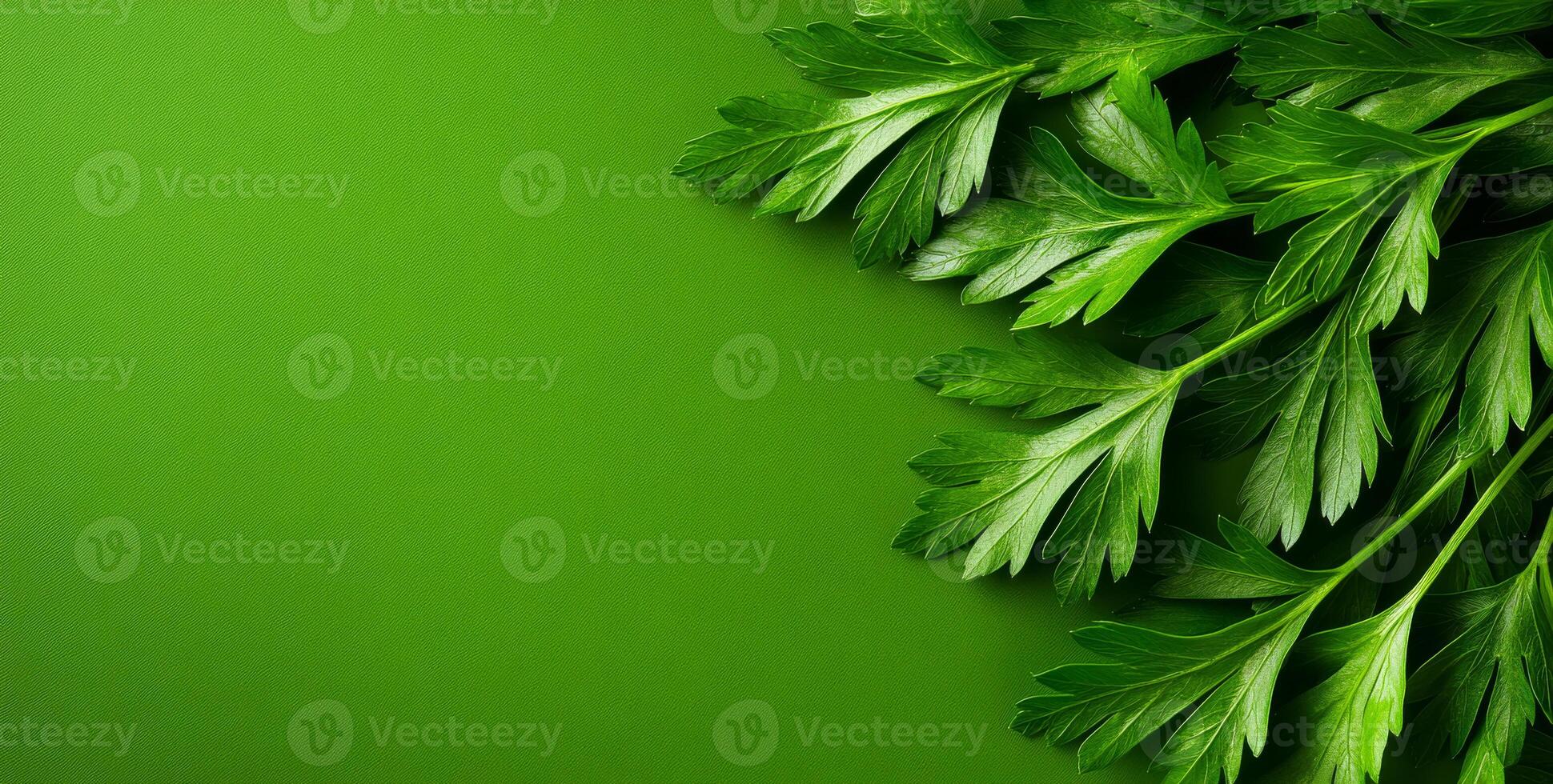 Fresh parsley on green backdrop. Bright green parsley leaves are neatly arranged against a contrasting green backdrop, highlighting their freshness. photo