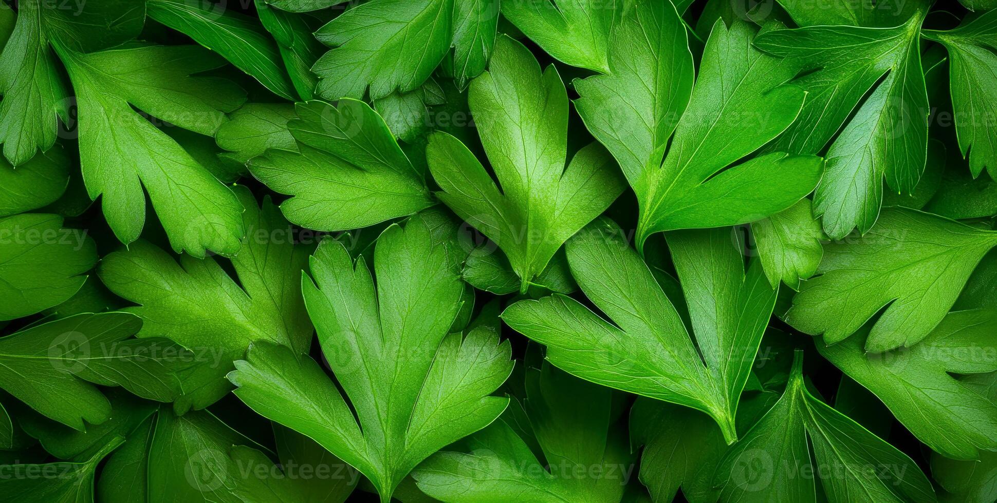 Sunlit fresh parsley leaves. Bright green parsley leaves are closely layered, highlighting their vibrant color and fresh look in natural light. photo
