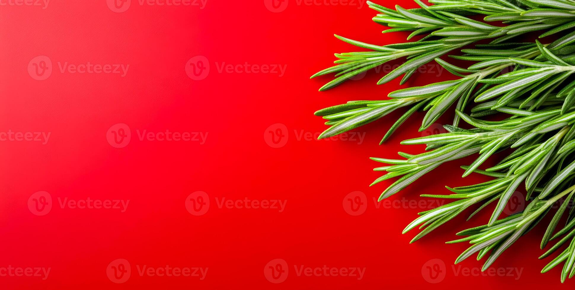Fresh rosemary on a red background. Green rosemary sprigs contrast beautifully against a vibrant red backdrop, showcasing their texture and color. photo