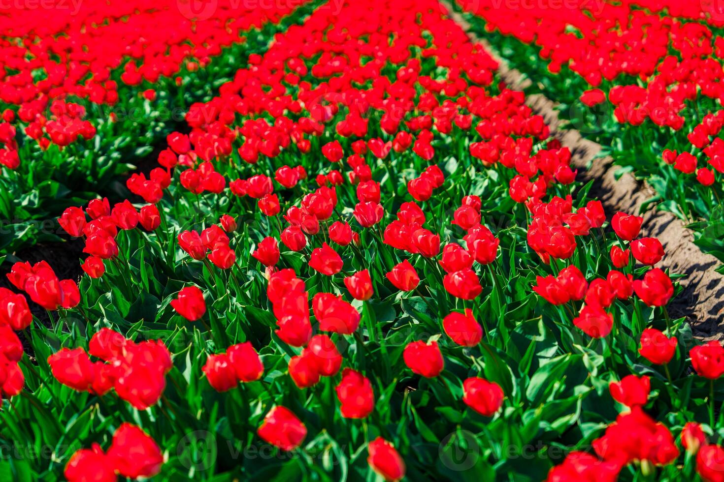 Vast and vibrant red tulip fields in the Netherlands showcasing a captivating display of nature's beauty during springtime, creating a mesmerizing and breathtaking view. photo