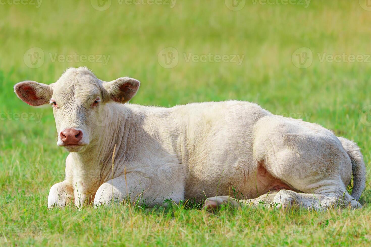Enjoying the warmth of a sunny summer day, a group of white French meat cows peacefully relax and graze on the vibrant green pasture in the serene countryside photo