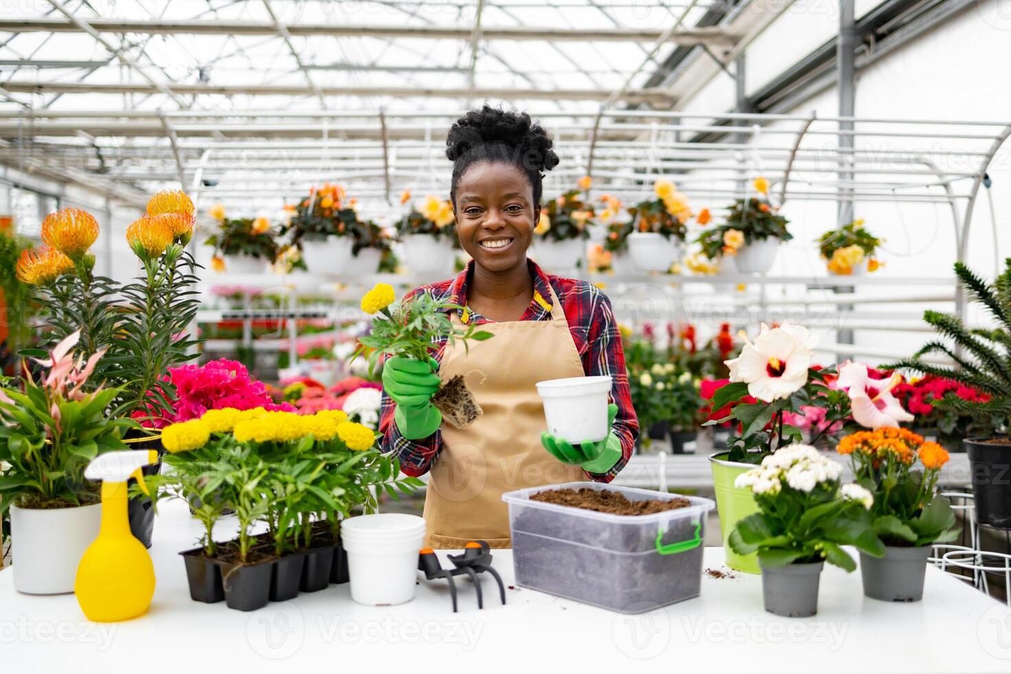 A florist, wearing a plaid shirt and apron, smiles while replanting flowers in a bright greenhouse setting. photo