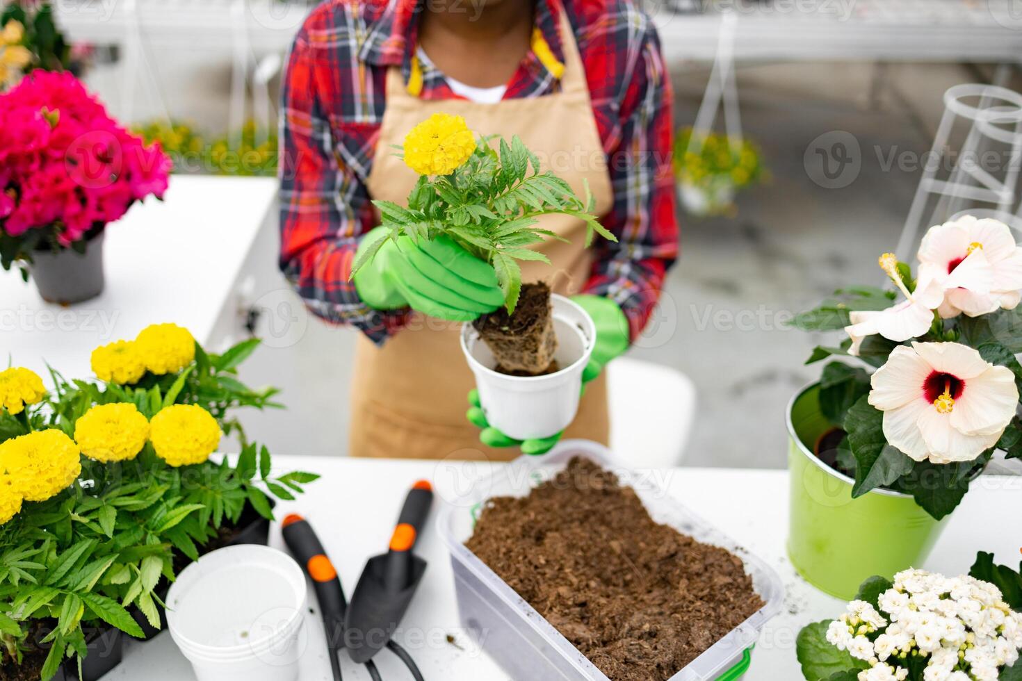 A florist replanting a flower in a white pot. Other flowers and gardening tools are on the table. photo