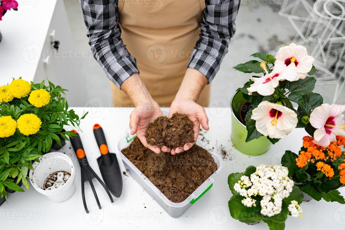 A gardener holds soil, preparing to plant flowers. Various blooms and gardening tools are arranged on a white table, ready for cultivation. photo