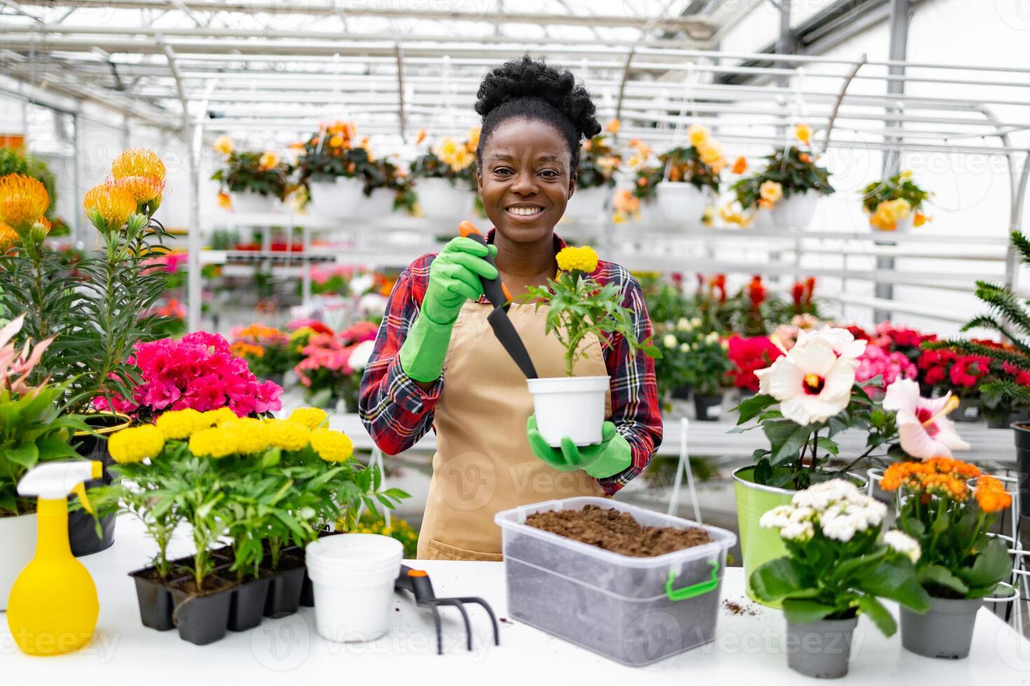 A smiling florist replants flowers in a bright, colorful flower shop, demonstrating gardening techniques. photo