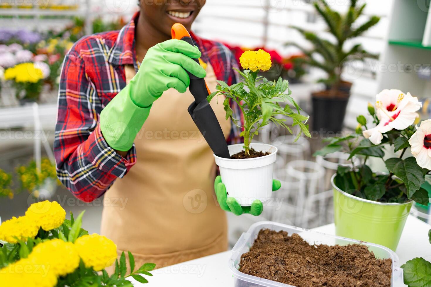 A florist in a shop replants a flower into a new pot with gardening tools. photo