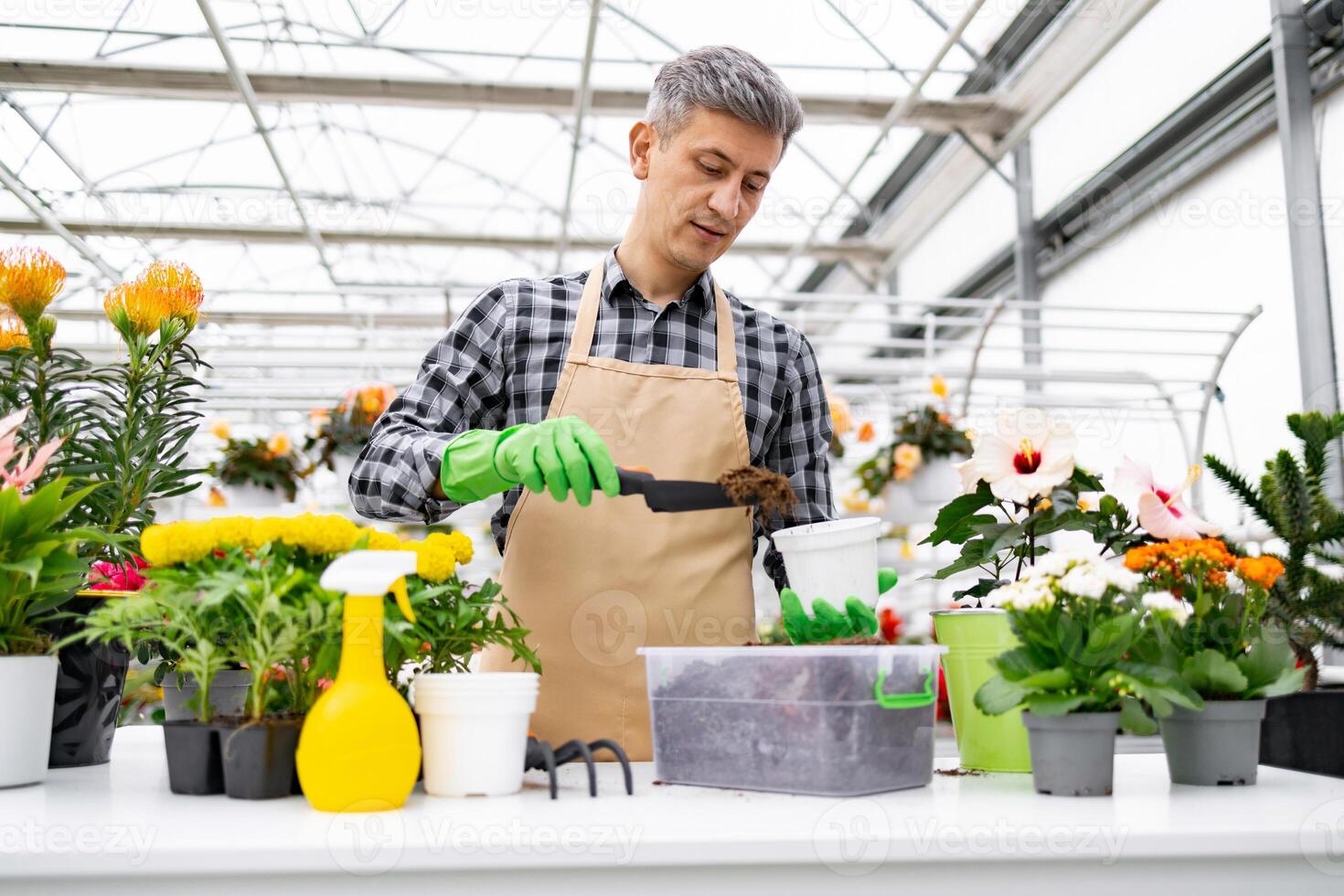 A gardener carefully tends to plants in a greenhouse, focused on his work. He uses a trowel to fill a pot with soil, surrounded by colorful flowers. photo
