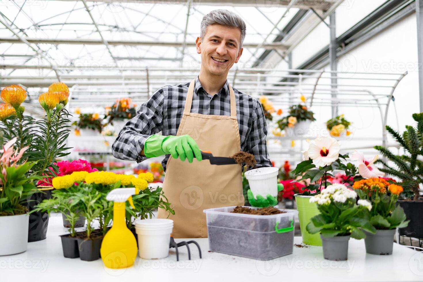 A smiling man in a greenhouse transplants flowers, wearing an apron and gloves. photo