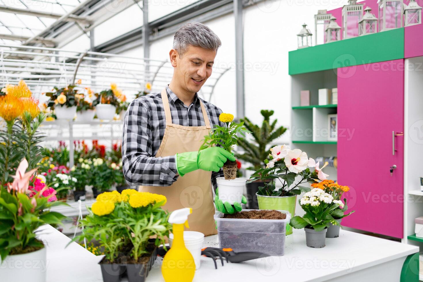 A gardener wearing an apron and gloves transplants a yellow flower in a greenhouse setting, surrounded by various plants. photo