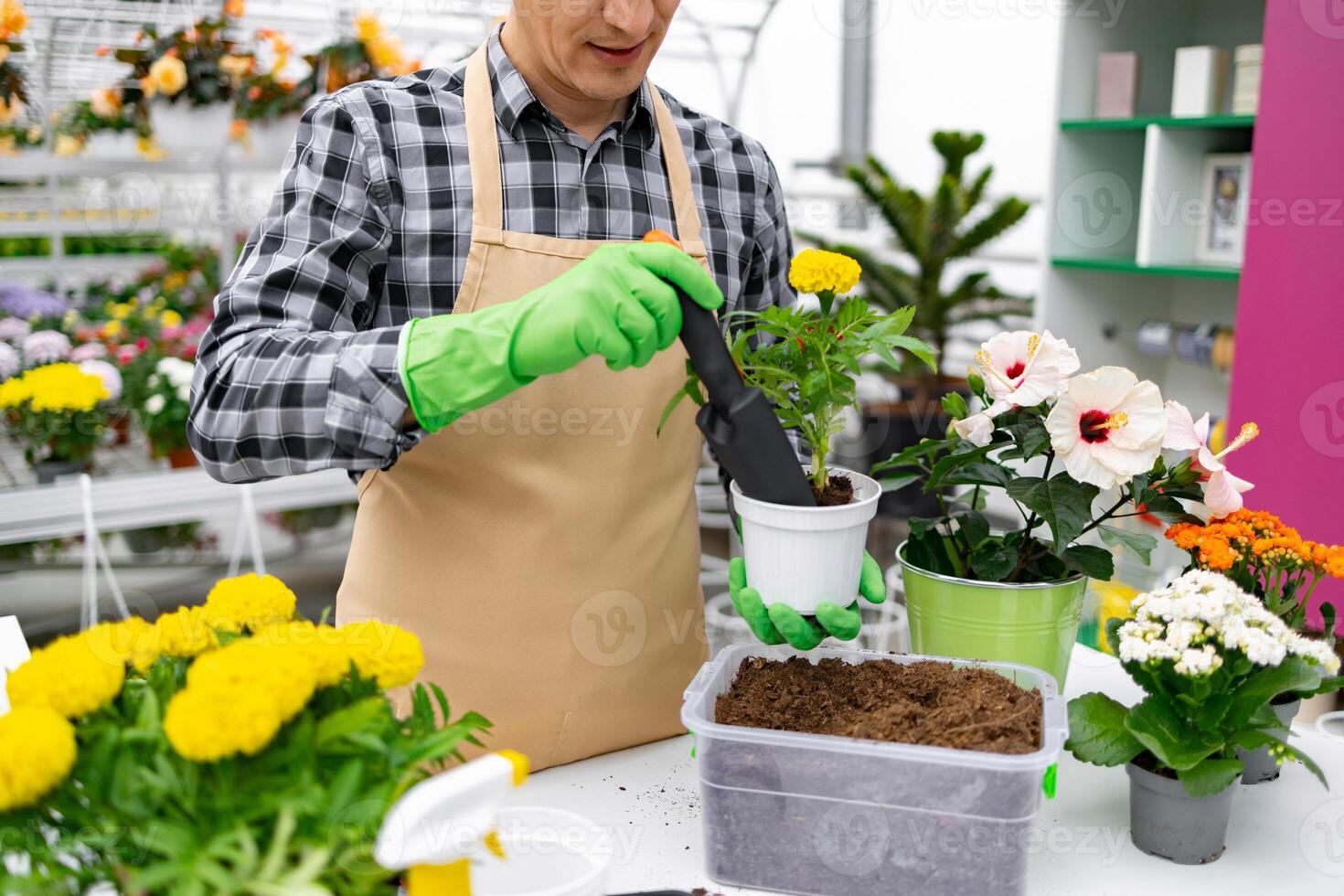A gardener in an apron and gloves transplants a yellow flower into a new pot in a greenhouse. photo