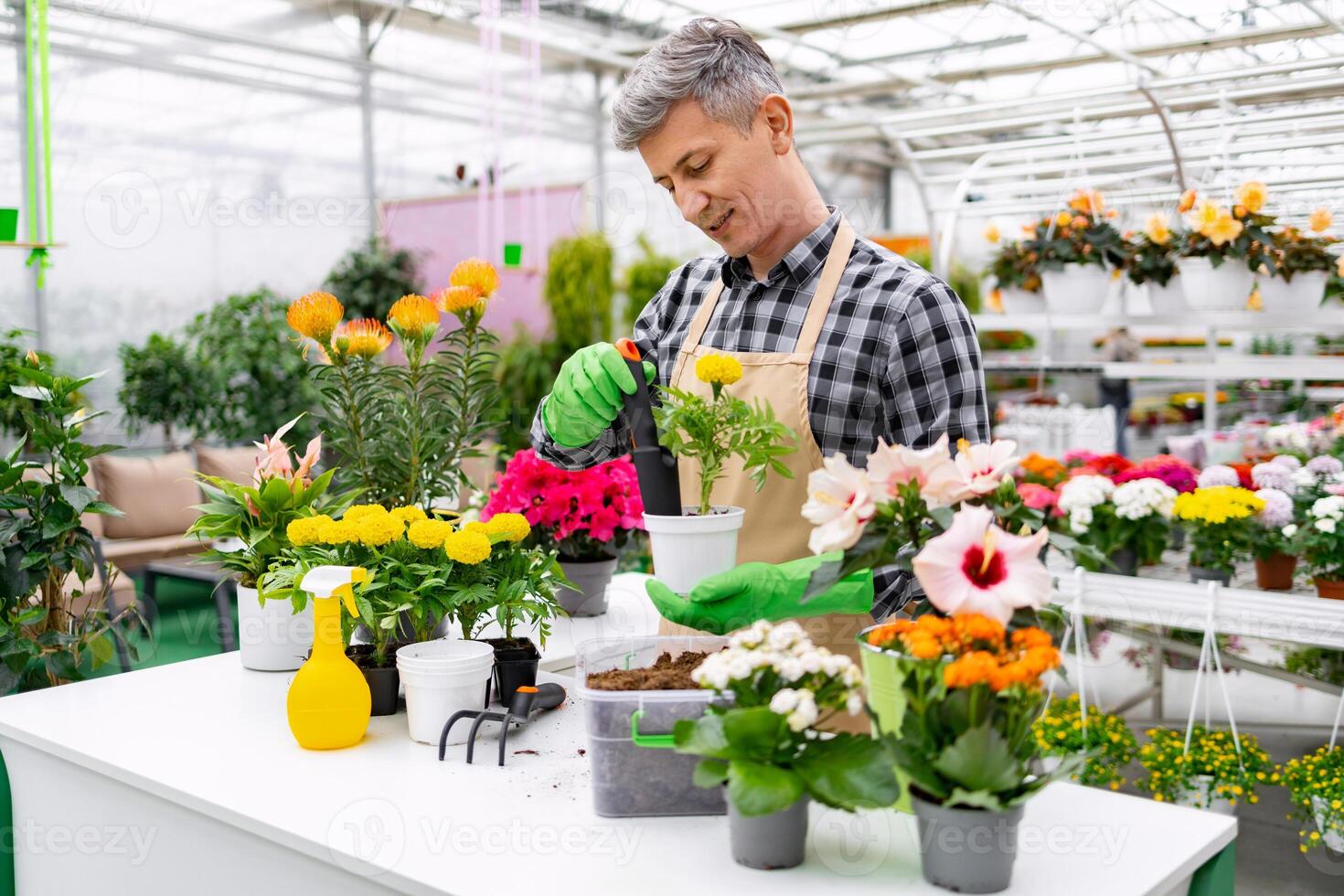 A man tending to potted flowers in a bright, inviting greenhouse setting, wearing gloves and an apron. photo