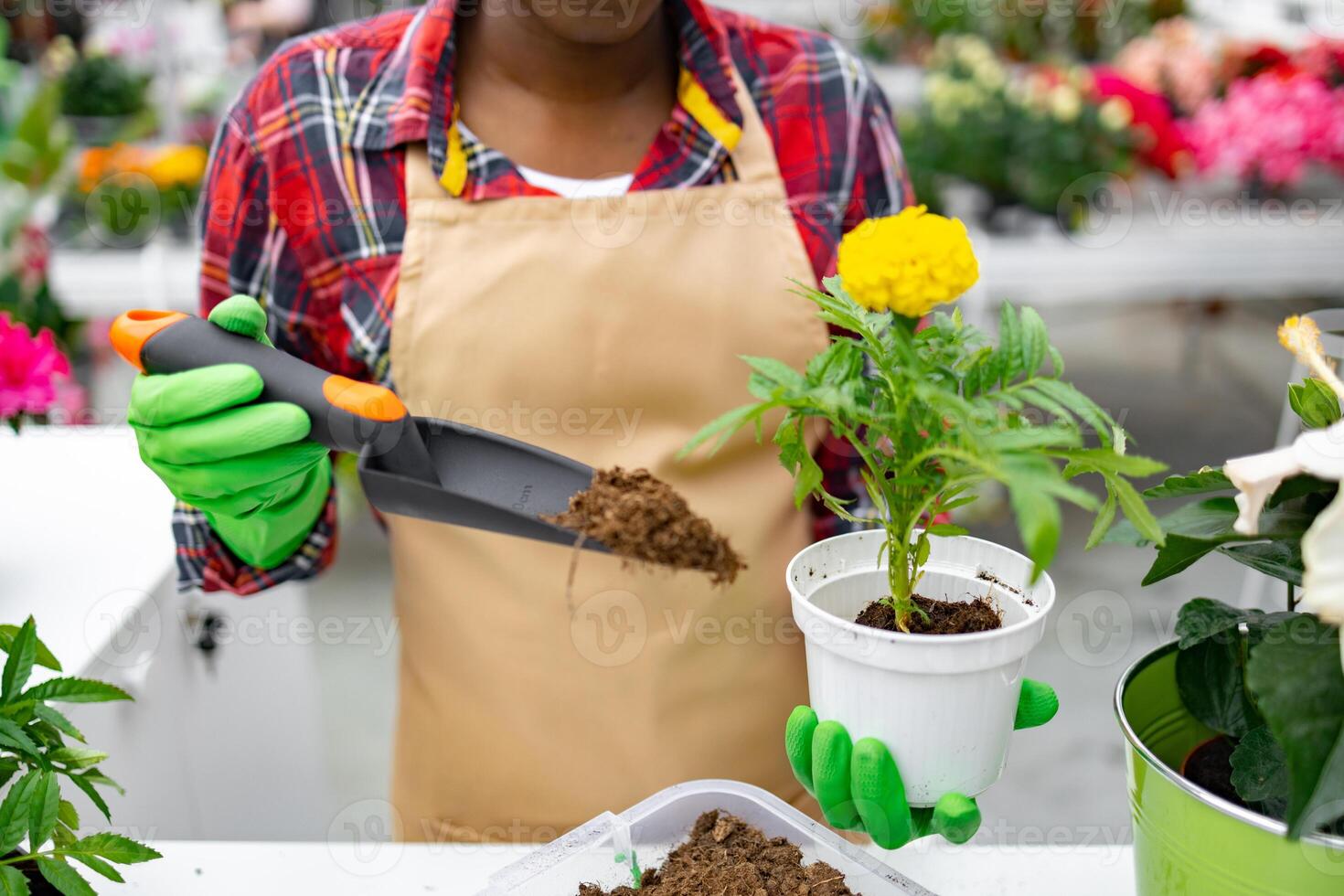 A person in gloves plants a marigold in a white pot with soil in a greenhouse. photo