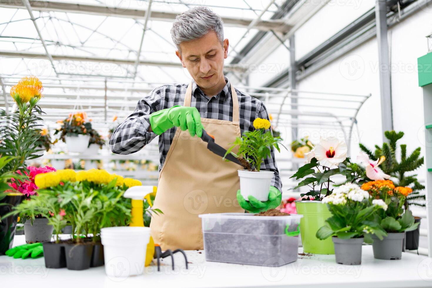A mature man tending to plants in a greenhouse, wearing an apron and gloves while repotting a flower. photo