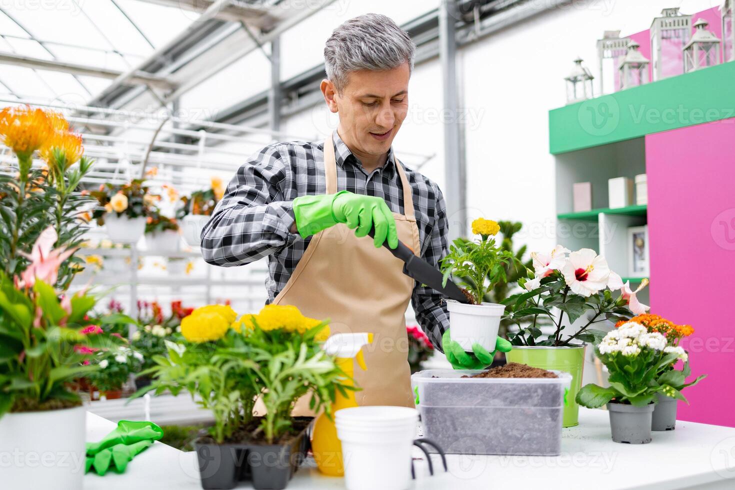 A gardener in a greenhouse carefully tending to plants, repotting and preparing them for growth. photo