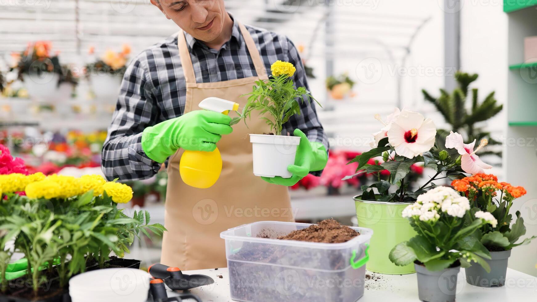 A gardener waters a potted plant in a greenhouse, surrounded by colorful flowers and gardening tools. photo