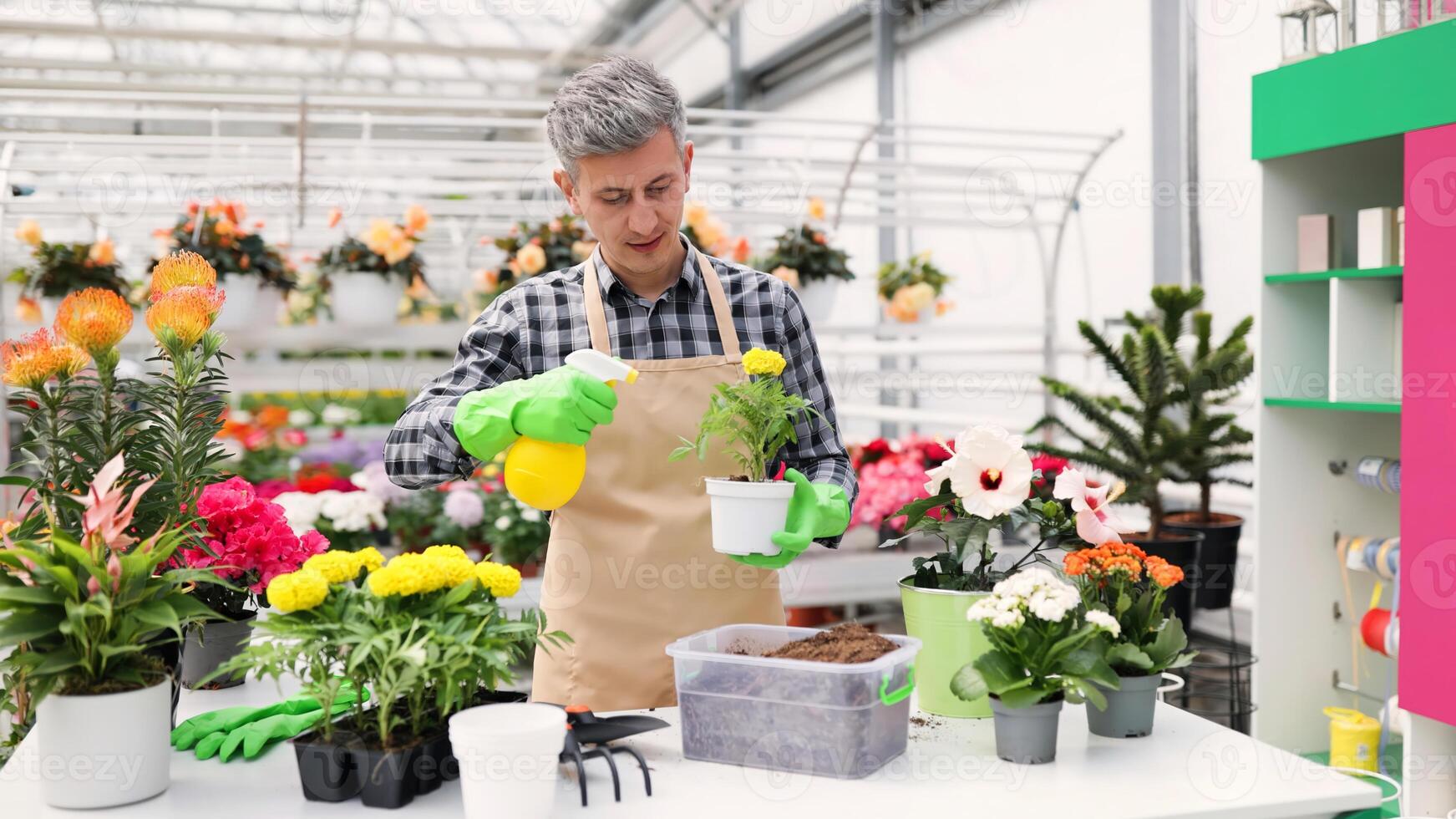 A florist in a greenhouse sprays water on a potted plant with a spray bottle. He's surrounded by other flowers and plants. photo