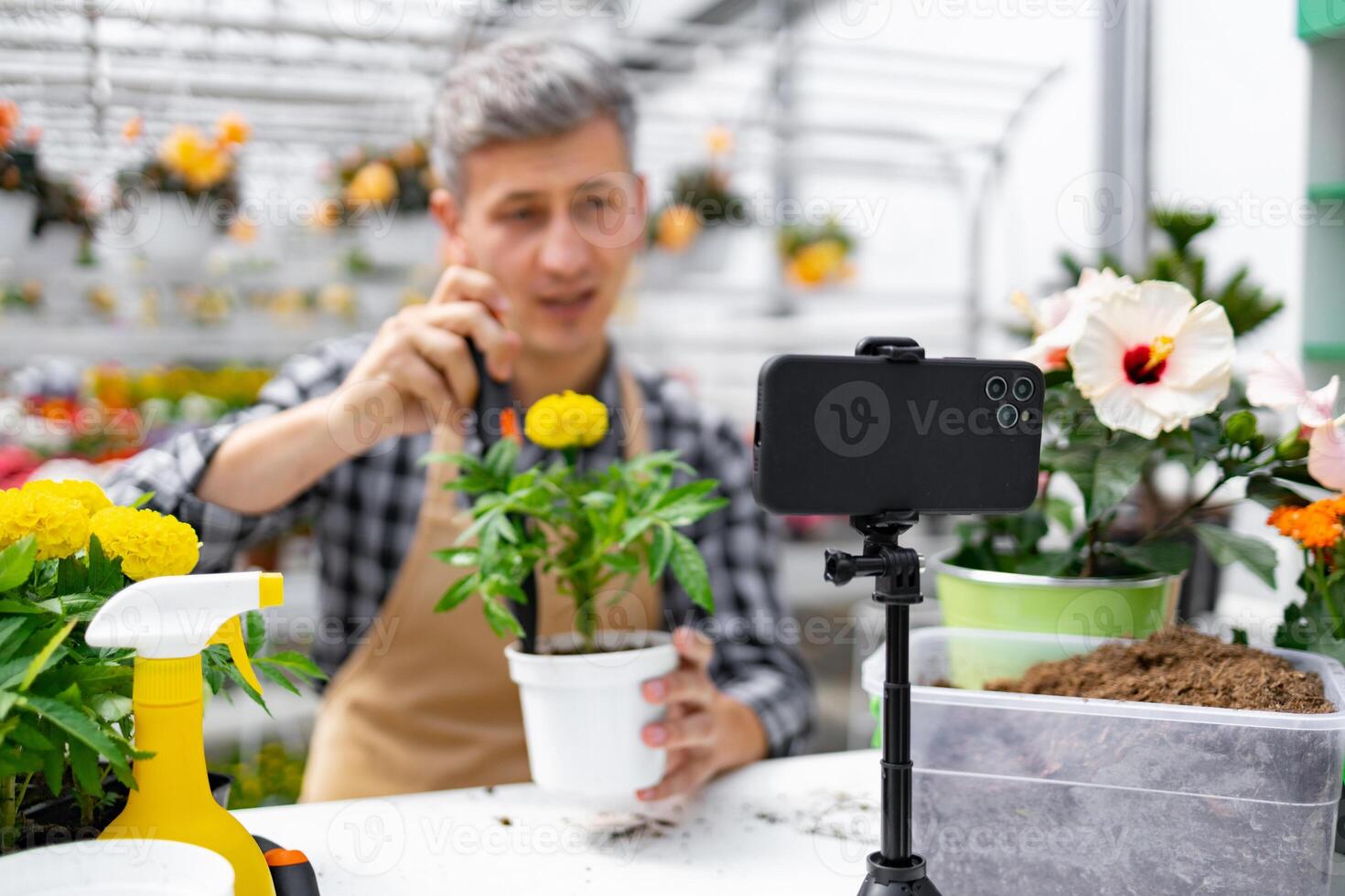 A man in a greenhouse films a gardening tutorial on his smartphone, showing a marigold in a pot. photo