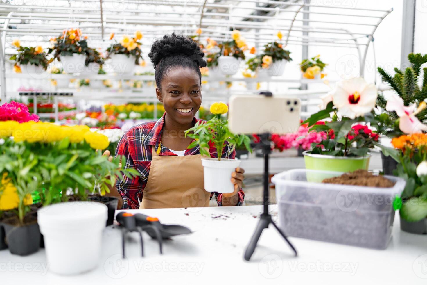 An African American woman in a garden center holds a potted plant while filming a with a smartphone. photo