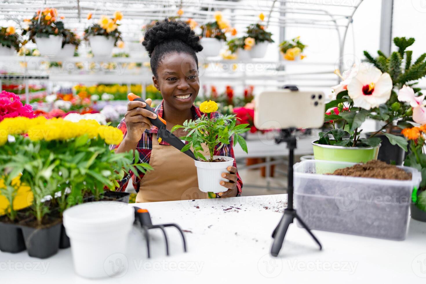 An African American woman is showing how to replant a marigold while filming a in a greenhouse. photo