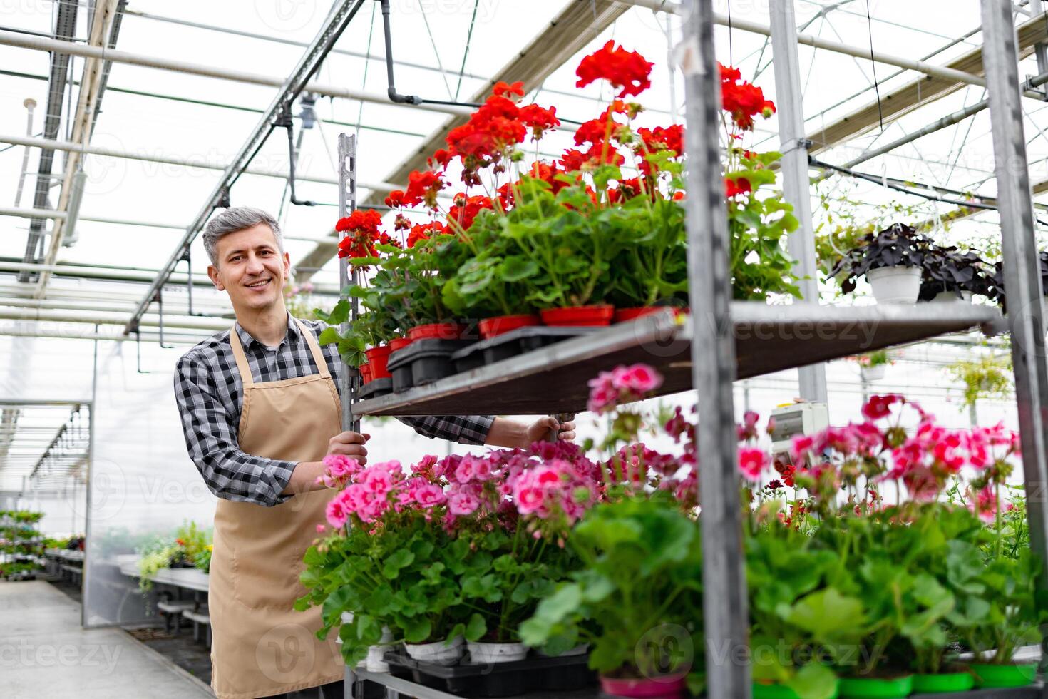 A greenhouse worker smiles while tending to vibrant red and pink geraniums on a shelf. Caucasian man pushing a cart with flower pots. photo