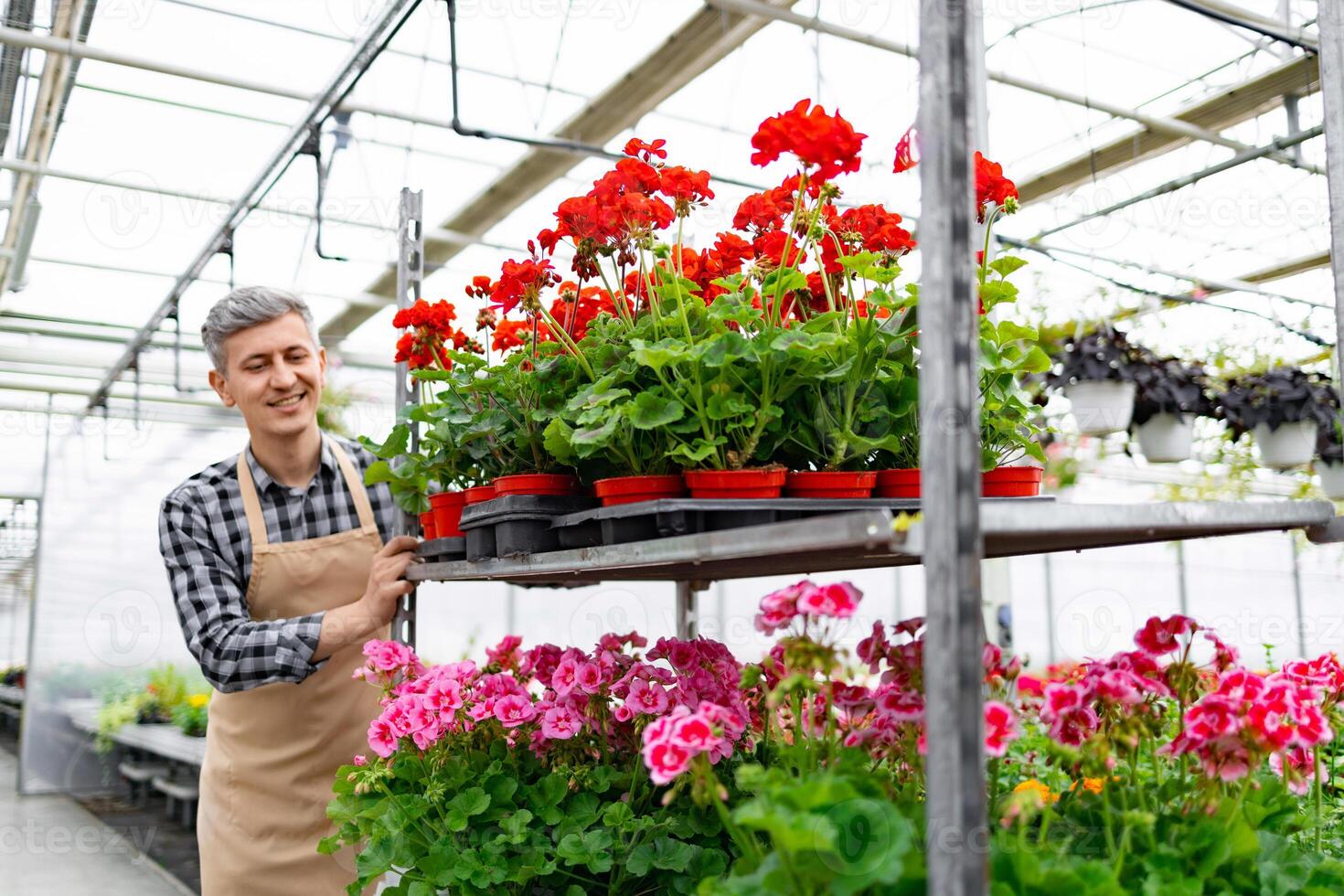 A smiling man in an apron tends to vibrant red and pink flowers in a greenhouse, cultivating his plants. Caucasian worker pushing a cart with flower pots. photo