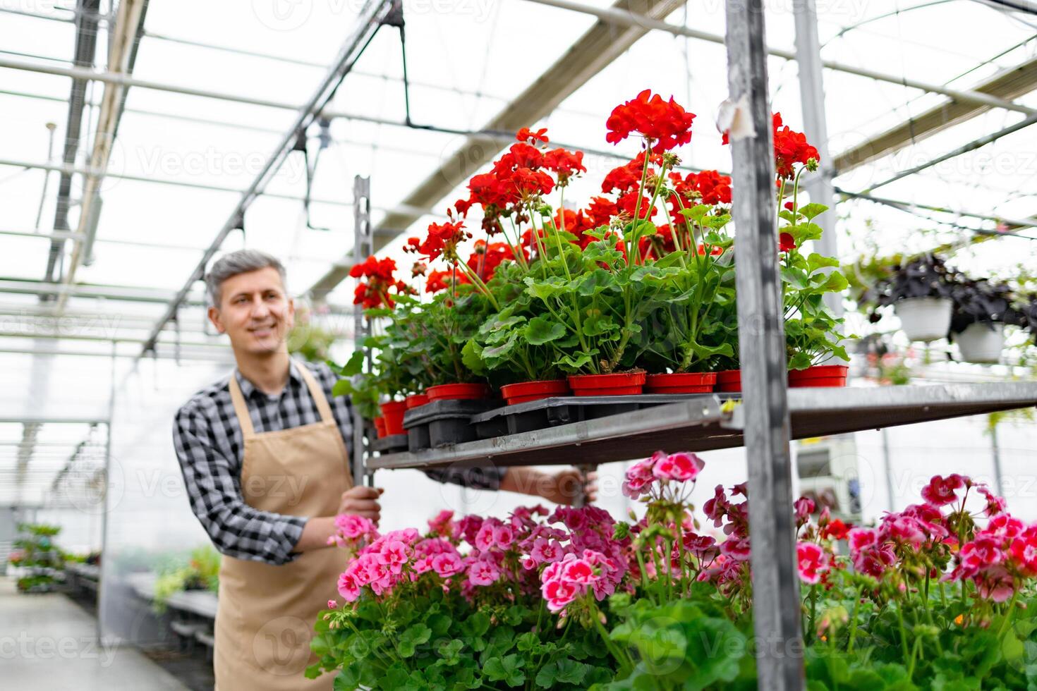 A smiling gardener in a greenhouse surrounded by colorful potted geraniums, showcasing thriving plant life. Caucasian man pushing a cart with flower pots. photo