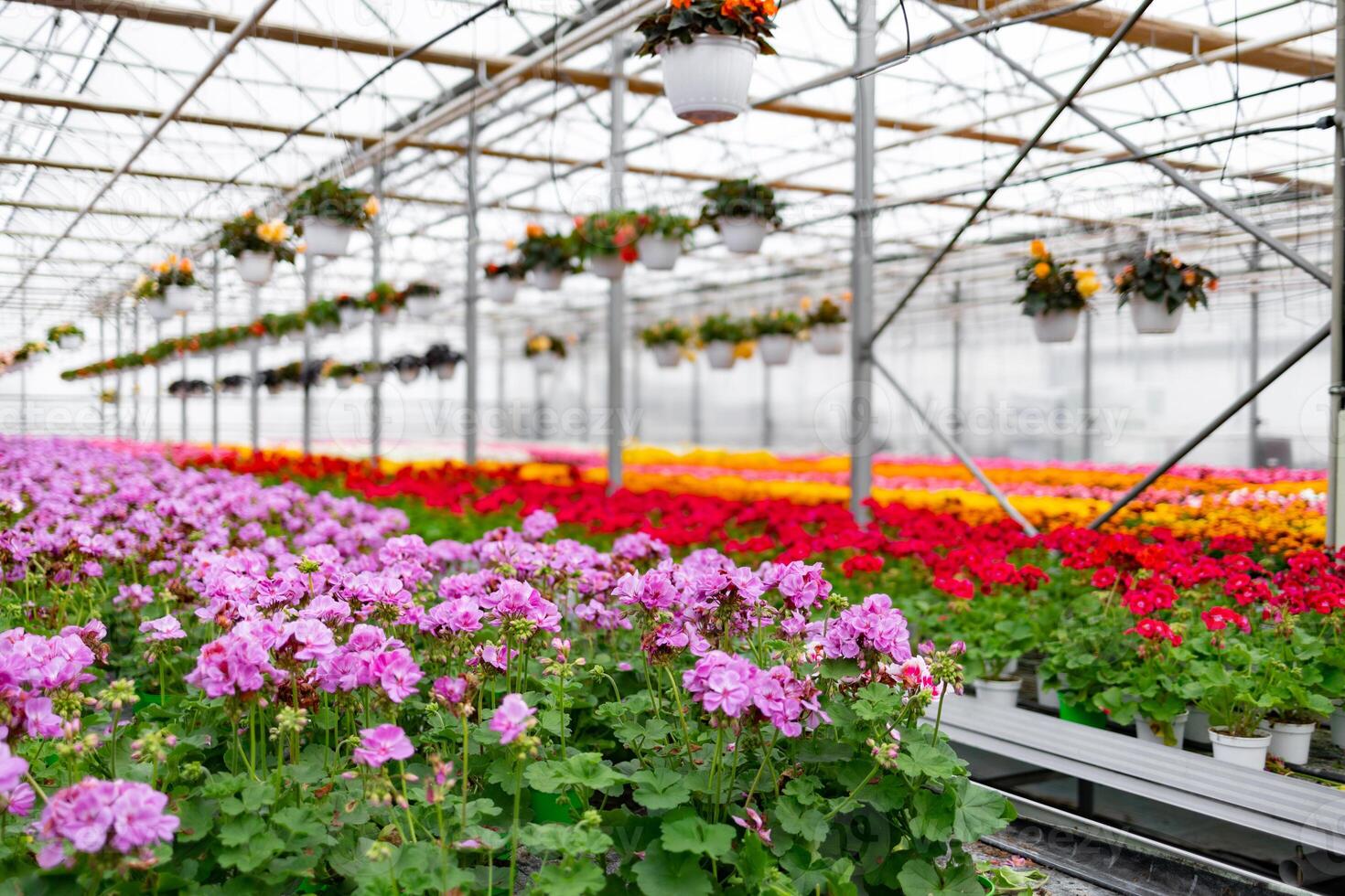 View of a vibrant greenhouse filled with colorful flowers under a glass ceiling, creating a bright and natural scene. photo