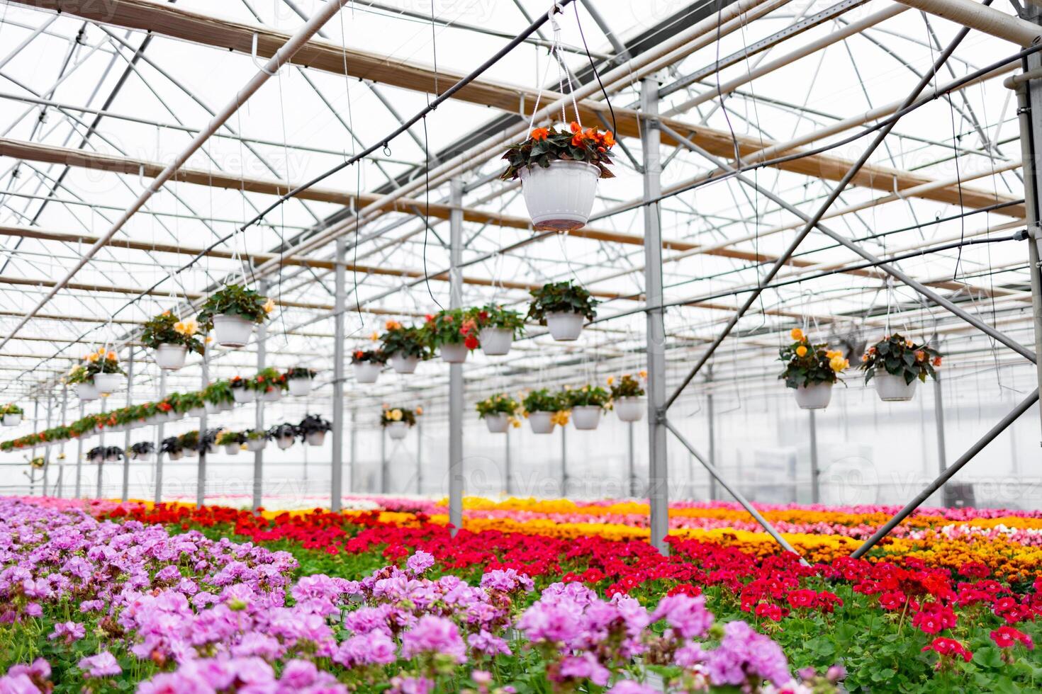 A vibrant greenhouse showcases a colorful array of flowers, with hanging baskets adding to the picturesque scene. photo