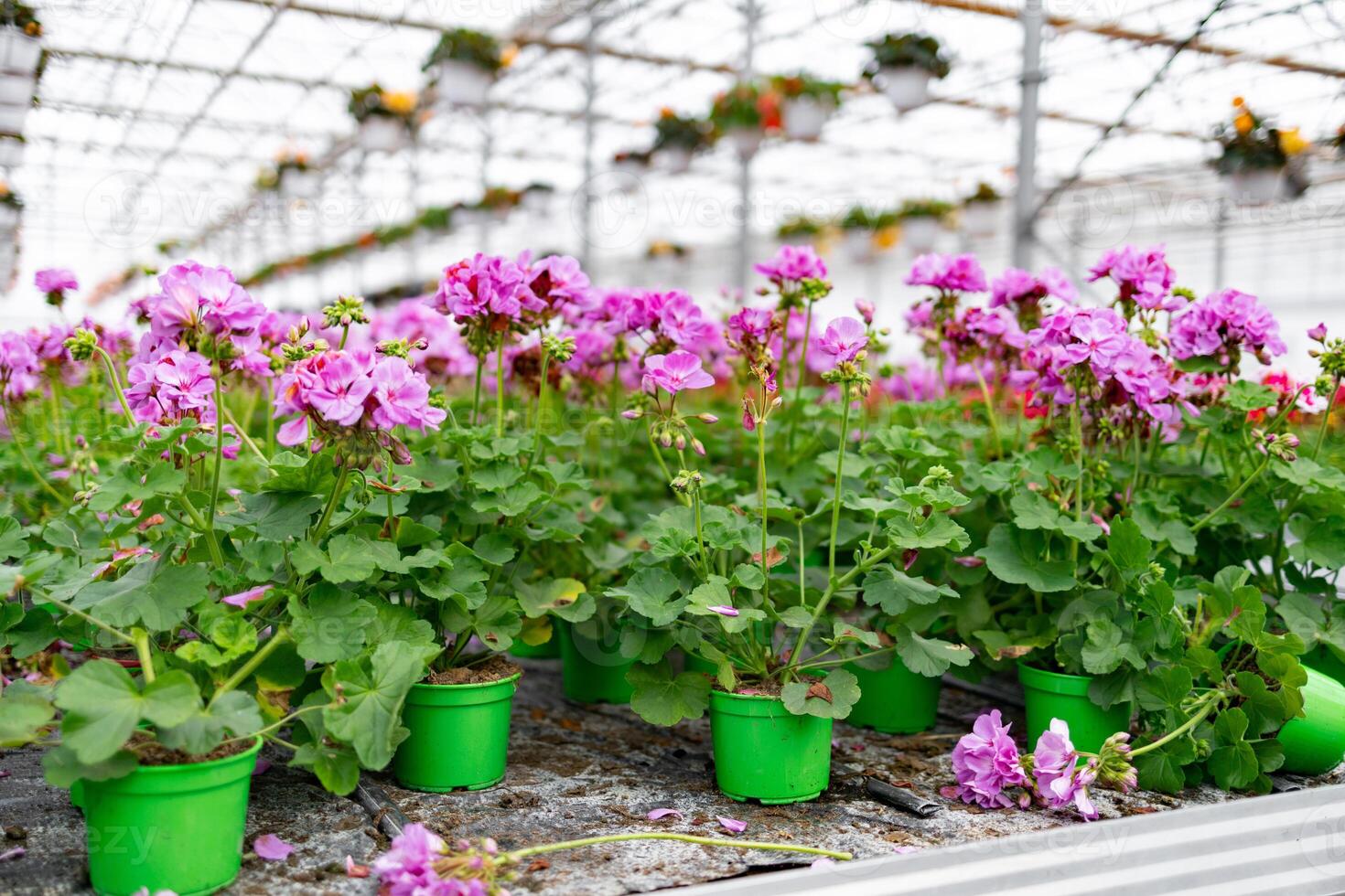 A vibrant display of pink geraniums blooming in a greenhouse, with green pots and a bright, airy atmosphere. photo
