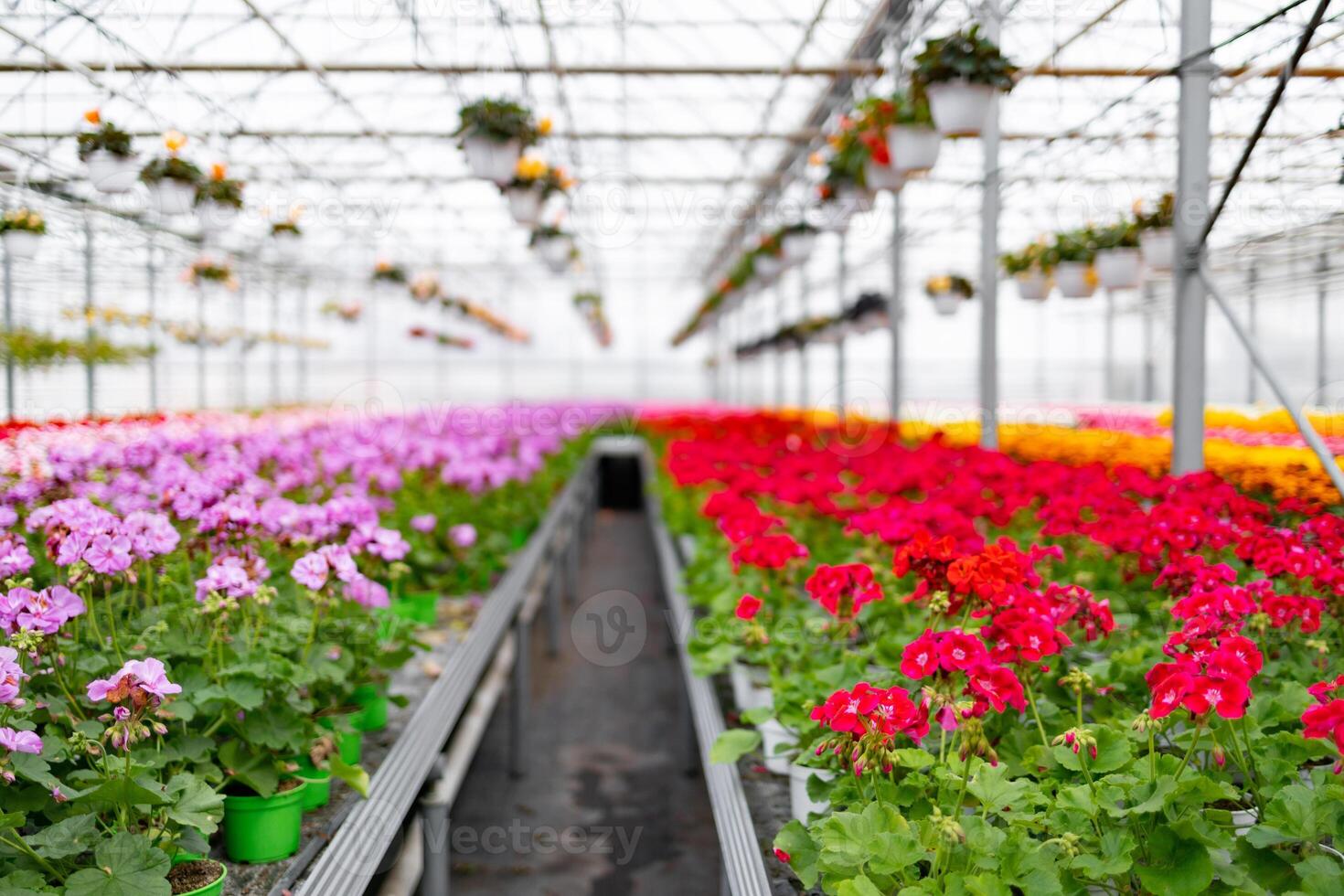 Rows of vibrant flowering plants in a greenhouse, with varying colors and an abundance of blooms. photo