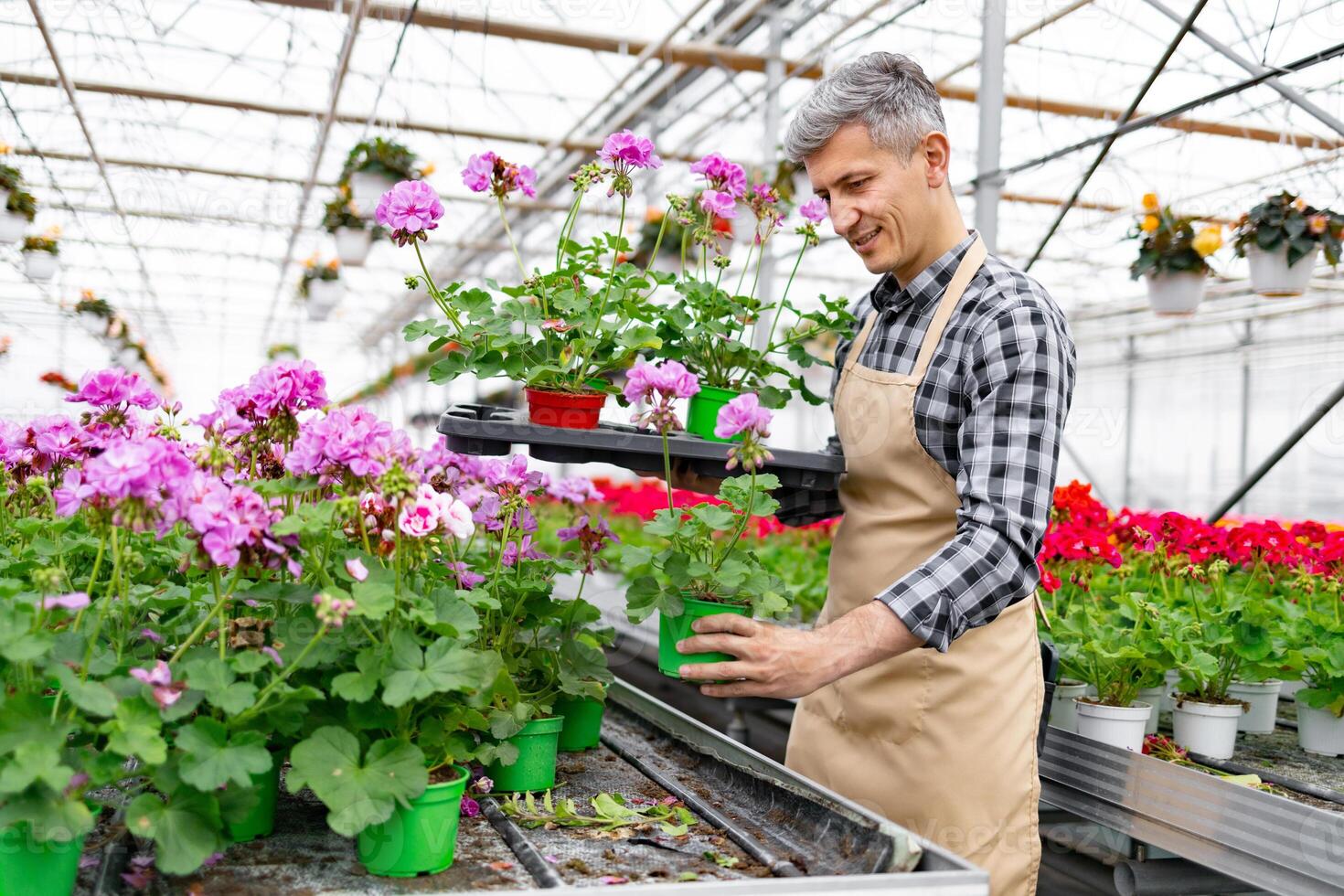 A smiling gardener tends to blooming flowers in a bright, airy greenhouse, focusing on vibrant purple and pink geraniums. photo