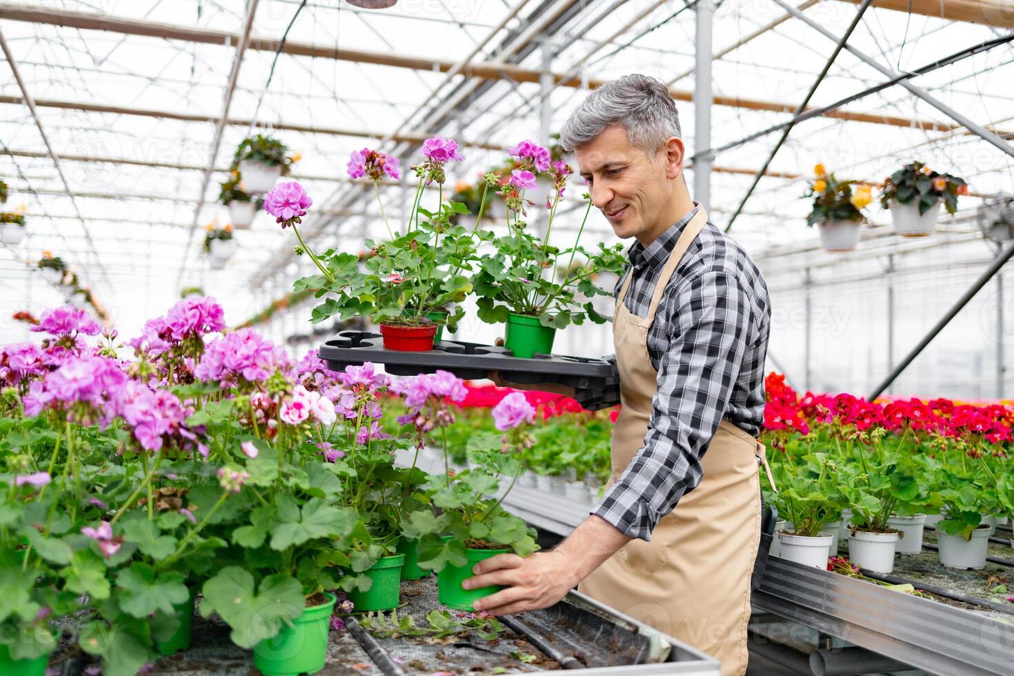 A gardener tending to vibrant potted flowers in a sunny greenhouse. He is wearing an apron and smiling as he cares for the plants. photo