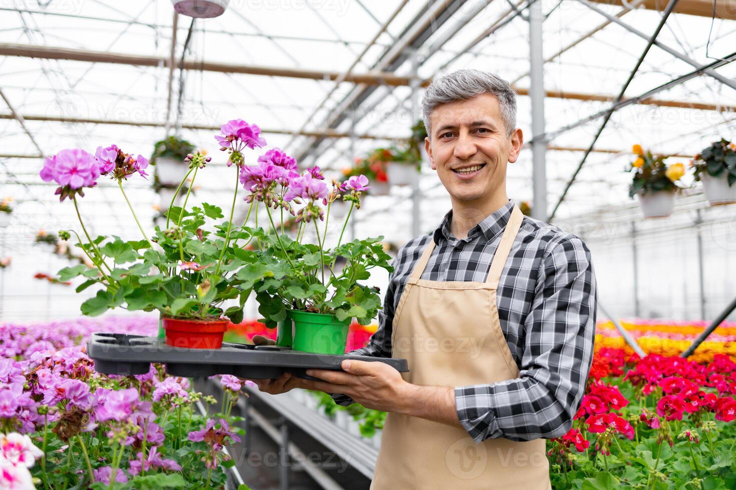 A smiling man in a plaid shirt and apron holds a tray of blooming geraniums in a greenhouse filled with flowers. photo